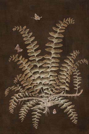 Framed Ferns in Roasted Brown V Print