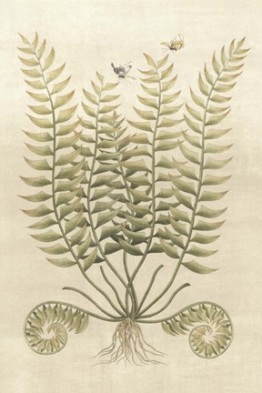 Framed Ferns in Antique IV Print