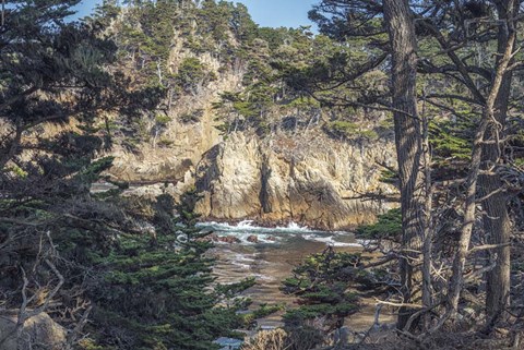 Framed Pines and Coast Point Lobos Print