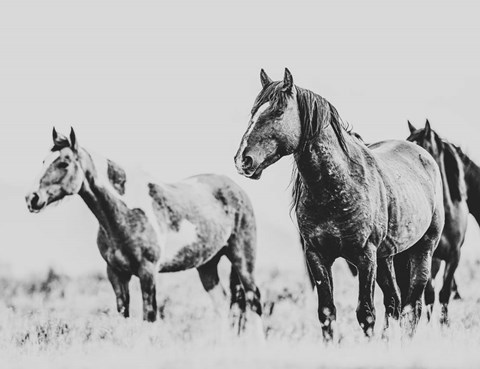 Framed Wild Horses of the Great Basin 4 Print