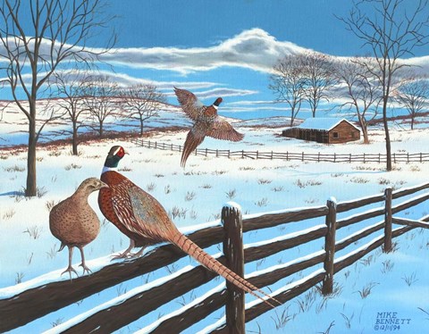 Framed Wintering Pheasants Print