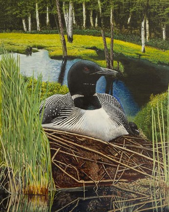 Framed Loon on nest Print