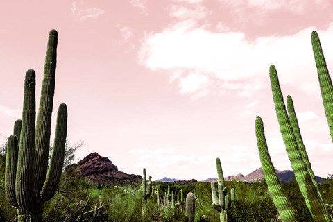 Framed Cactus Landscape Under Pink Sky Print