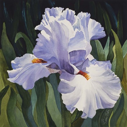 Framed White Iris Print