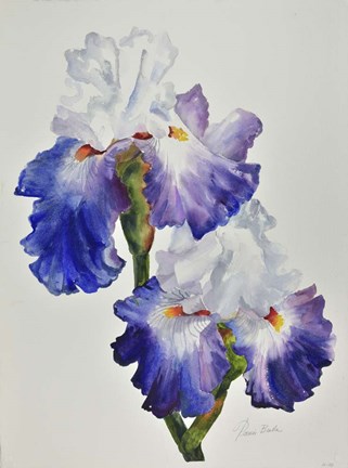 Framed Royal Storm Iris Print