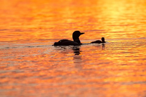 Framed Sunset Loons Print