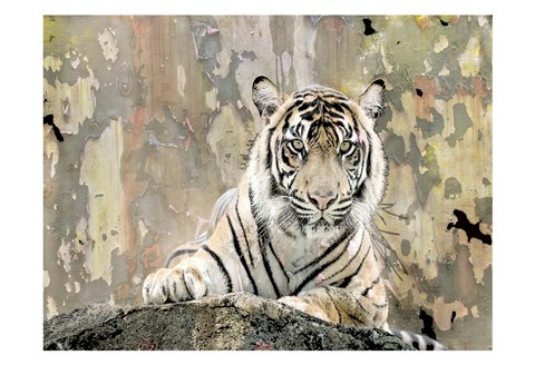 Framed Tiger Love Print