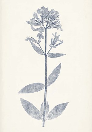 Framed Navy Botanicals V Print