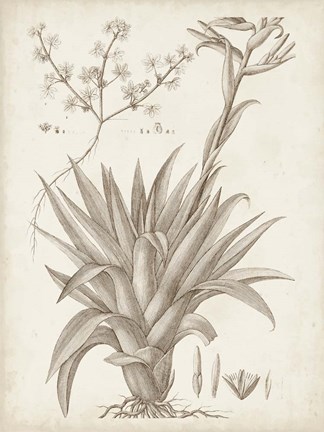 Framed Sepia Exotic Plants IV Print