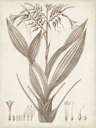 Framed Sepia Exotic Plants VII Print