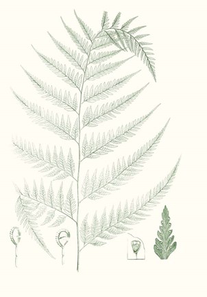 Framed Verdure Ferns III Print