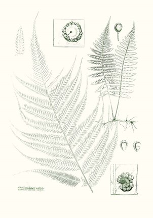 Framed Verdure Ferns VIII Print