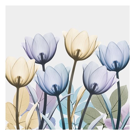 Framed Tulip Collage 1 Print