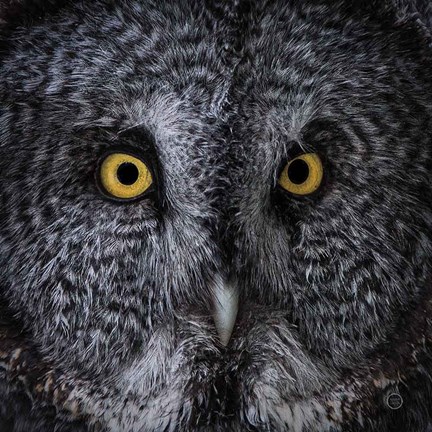 Framed Great Grey Owl Print