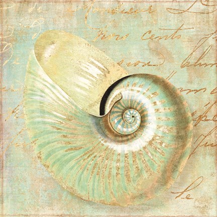 Framed Beach Nautilus I Print
