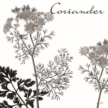 Framed Flowering Herbs Coriander Print