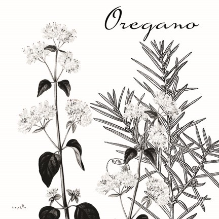 Framed Flowering Herbs Oregano Print