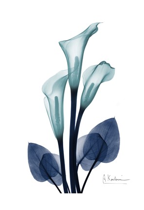 Framed Midnight Calla Lily 1 Print