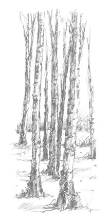 Framed Birch Tree Sketch II Print