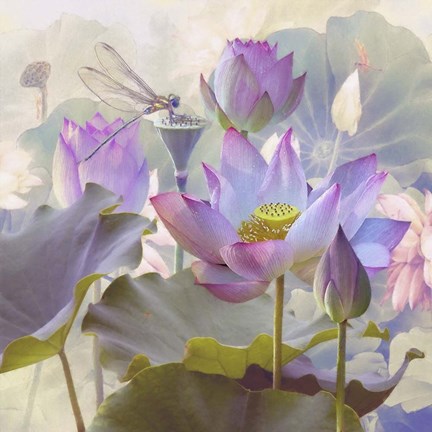 Framed Lotus Sanctuary II Print