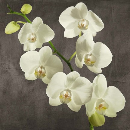 Framed Orchids on Grey Background I Print