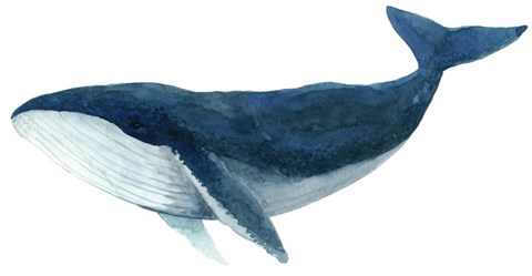 Framed Humpback Whale - Blue Print