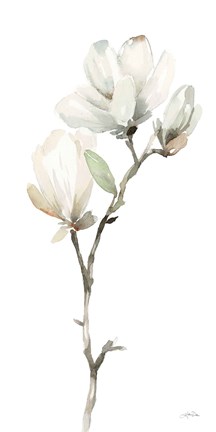 Framed White Magnolia II Print