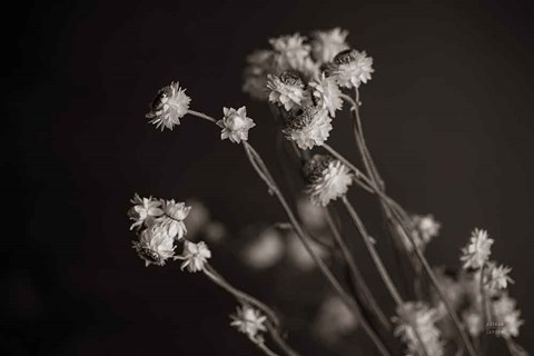 Framed Daisy Study Print