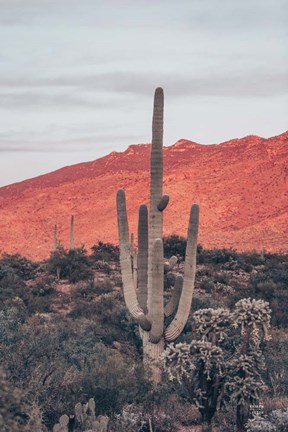 Framed Sunsets and Saguaros I Print