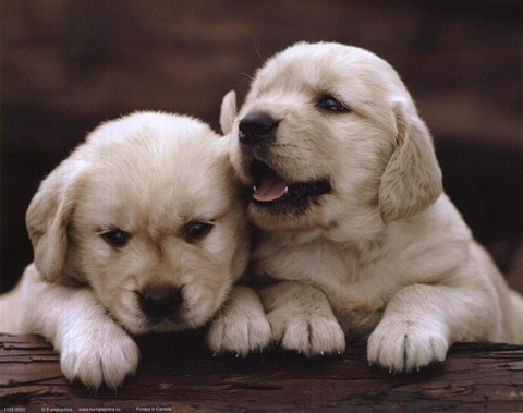 Framed Golden Retriever Puppies Print