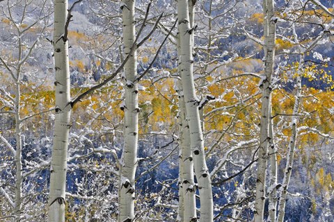 Framed Rocky Mountains Aspen Grove Autumn Snows, Keebler Pass, Colorado Print