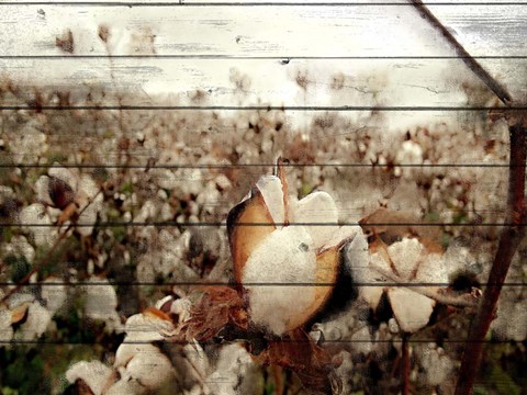 Framed Cotton Field 1 Print