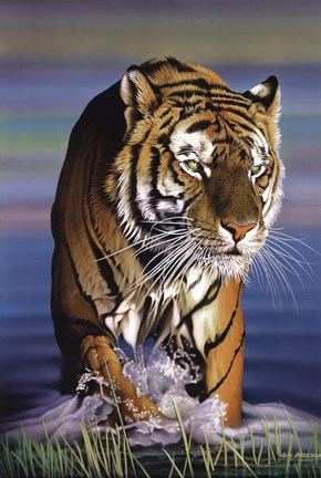 Framed Tiger In Water Print