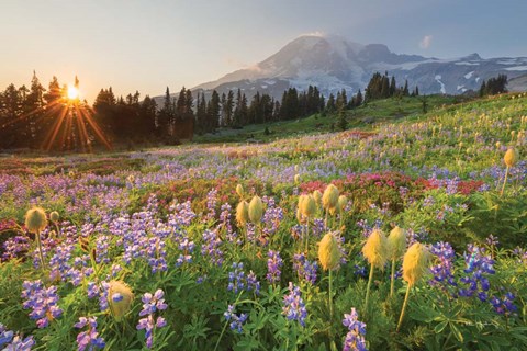 Framed Paradise Wildflower Meadows I Print