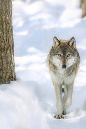 Framed Winter Wolf Print