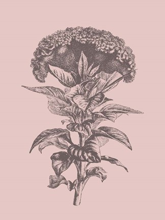 Framed Celosia Blush Pink Flower Print