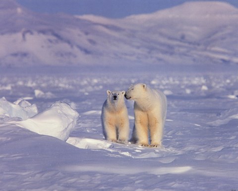 Framed Polar Bears Print