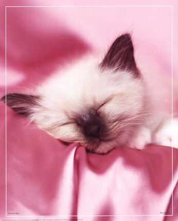 Framed Kitten Sleeping Print