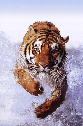 Framed Tiger Running Through Water Print
