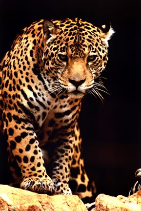 Framed Leopard - photo Print