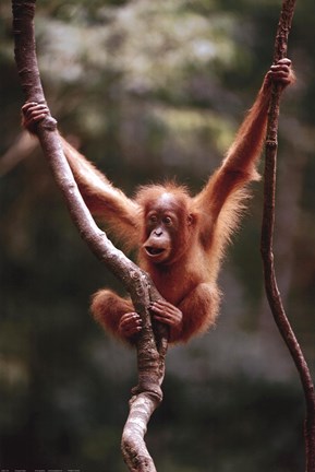 Framed Orangutan Baby Print