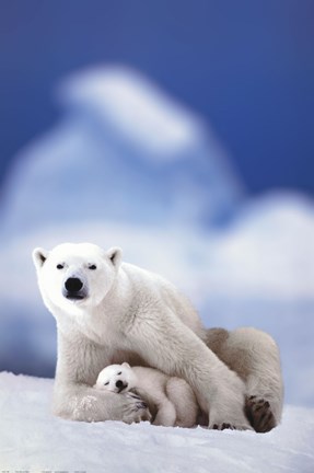 Framed Polar Bear And Baby Print