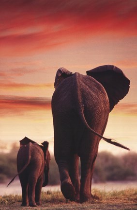 Framed Elephant Walking With Calf Print