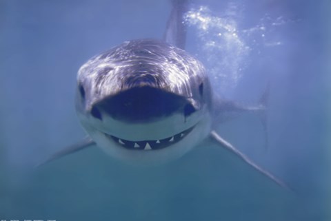 Great White Shark Smiling