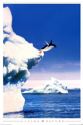 Framed Penguin Flight Print