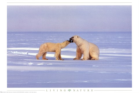 Framed Polar Bear Courting Print