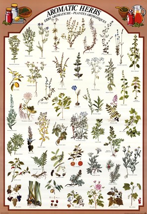 Framed Aromatic Herbs Print