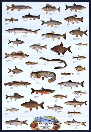 Framed Freshwater Fish Print