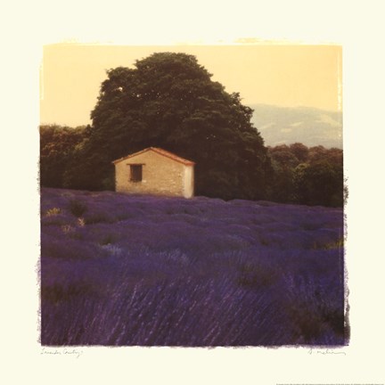 Framed Lavender Country Print
