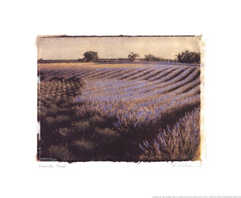 Framed Lavender Field Print